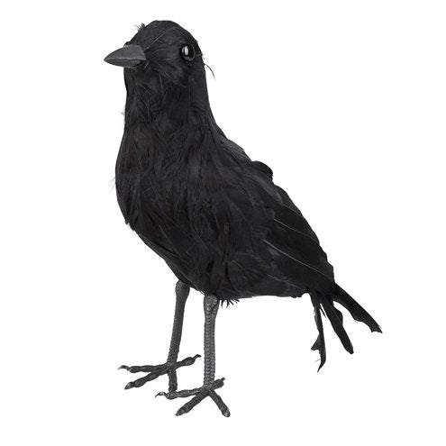 Black Feather Bird